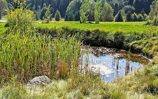 Carinthia - Photo 20